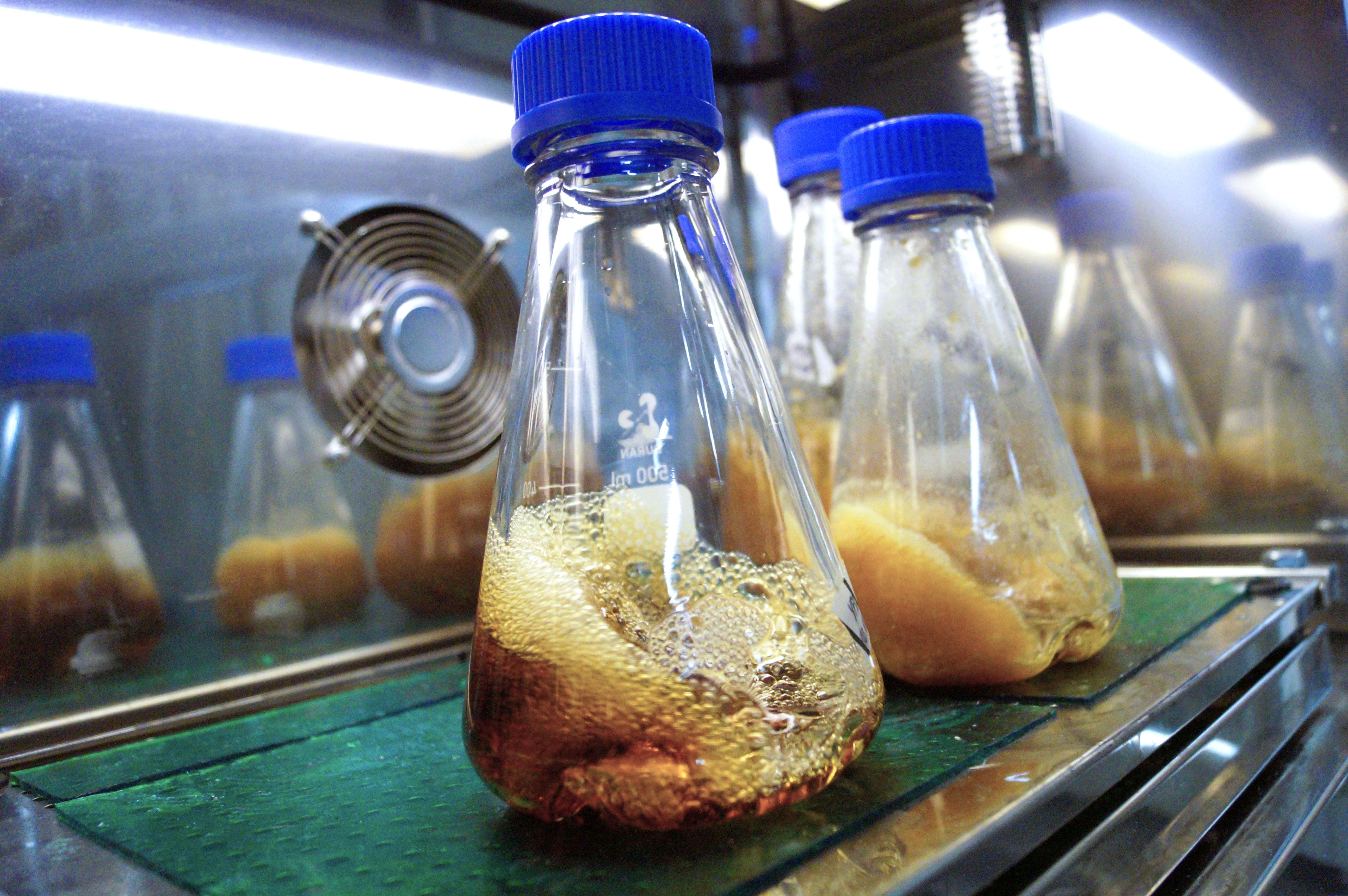Biology & strain management